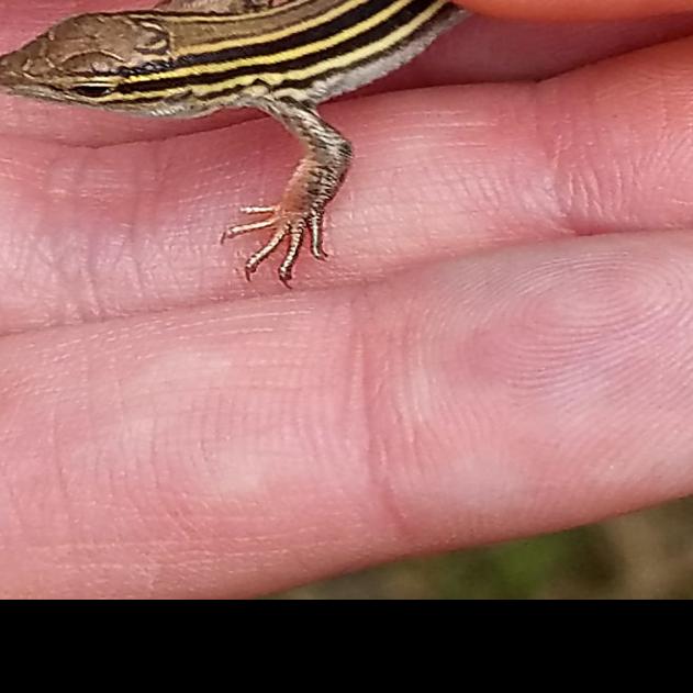 Reptile Girl Porn - Radical Reptiles event planned Oct. 5 at Rowe | Entertainment |  kearneyhub.com