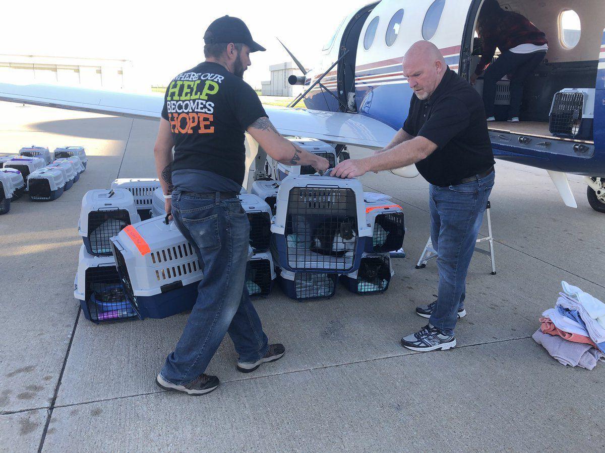 Nearing Capacity Nebraska Humane Society Flies 93 Adoptable Cats Kittens To Pacific Northwest State Regional Kearneyhub Com