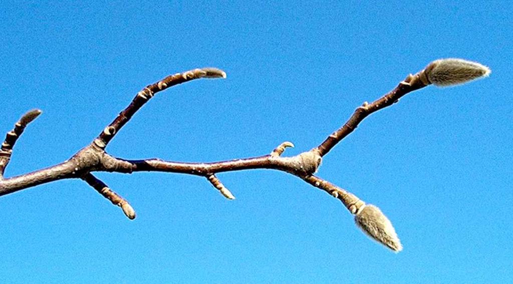 Tree Buds Vary But Are So Remarkable Lifestyles Kearneyhub Com