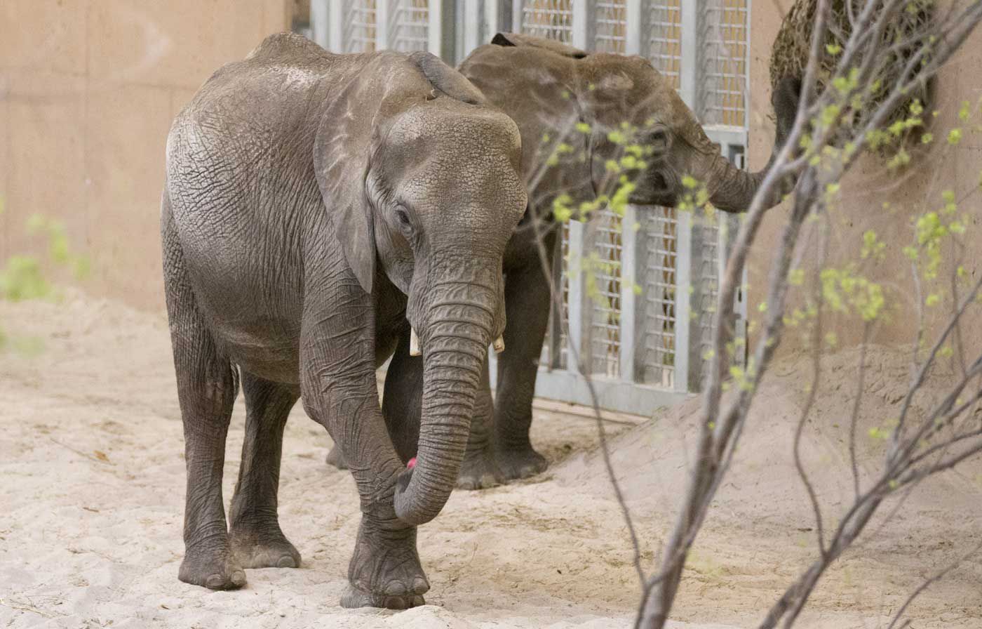 Work on Omaha zoo's African Grasslands meant animals had to be