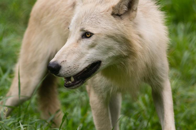 Gray wolf kill confirmed in Nebraska Sandhills as animals expand range State and Regional News