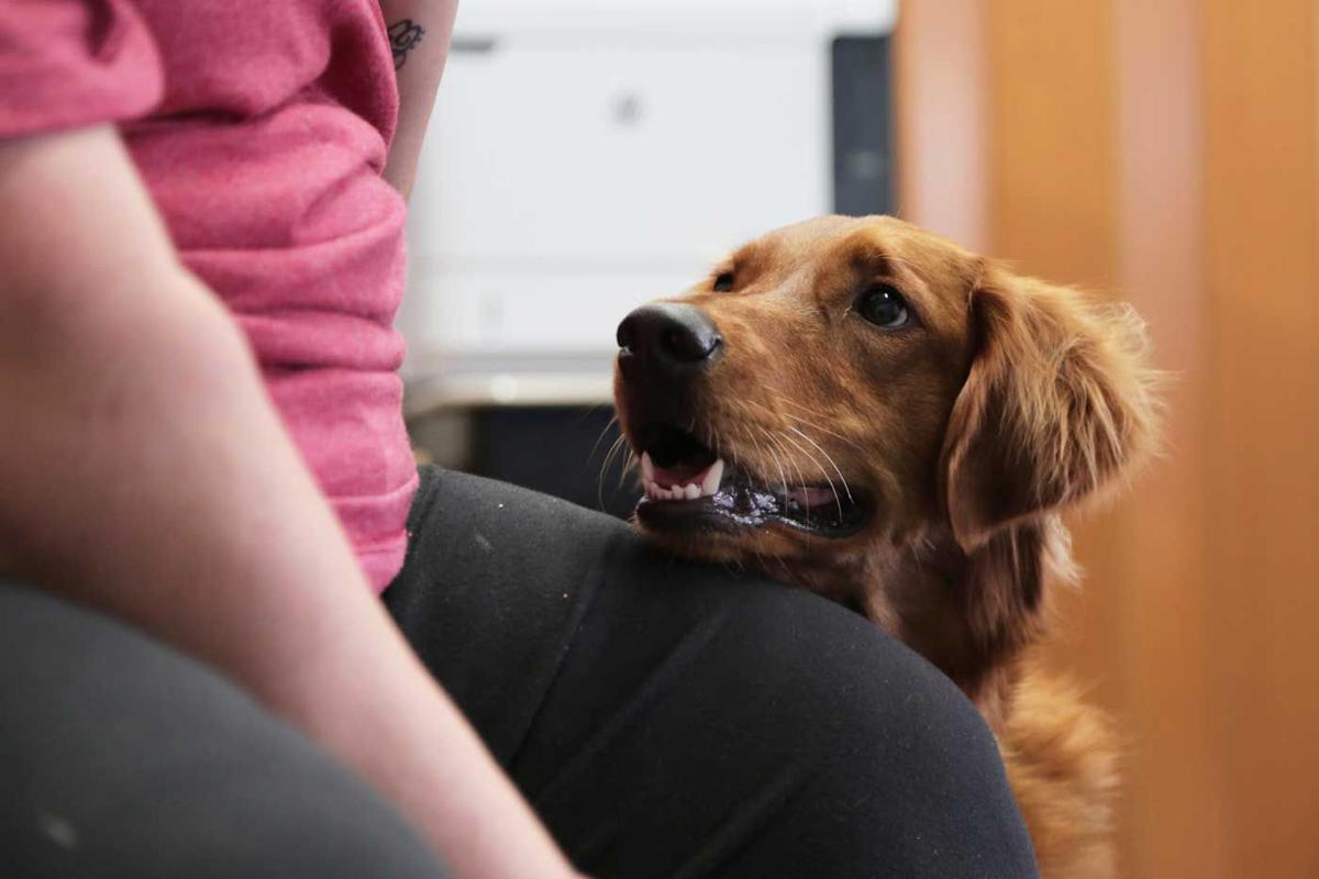 Comfort Dog Has Big Impact On Overton Students Local News Kearneyhub Com