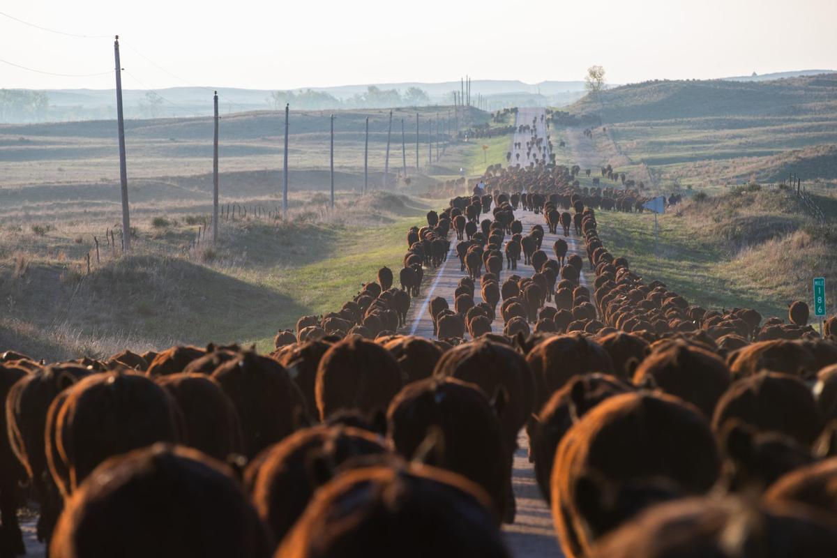 Grand Island beef production plant is undergoing a $95 ...