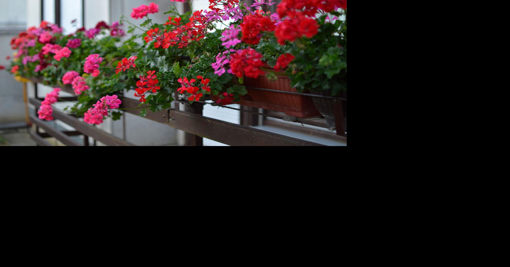 Mary Jane Skala: I thought the gardening gene passed me by. I was wrong.