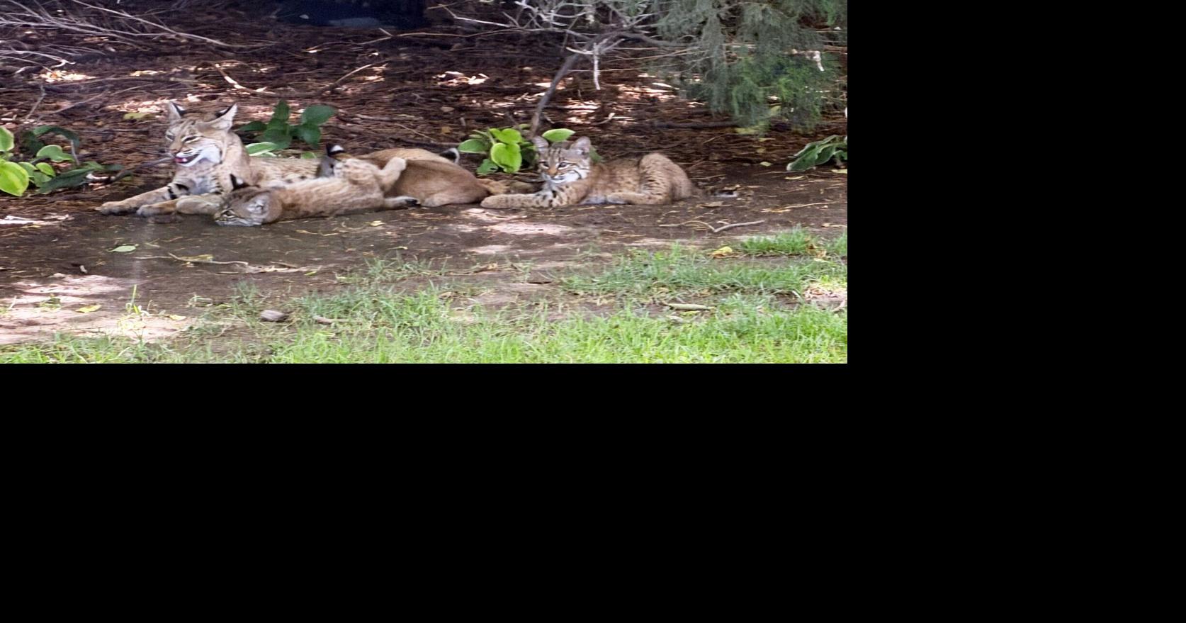 Visit by bobcat family with 4 babies a 'Wild Kingdom' moment for Nebraska couple