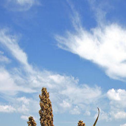 Late Planting With Sorghum An Opportunity For Farmers