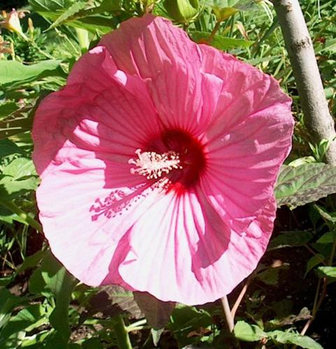 Boston Red Sox Pink Yellow White Hibiscus Pattern Tropical