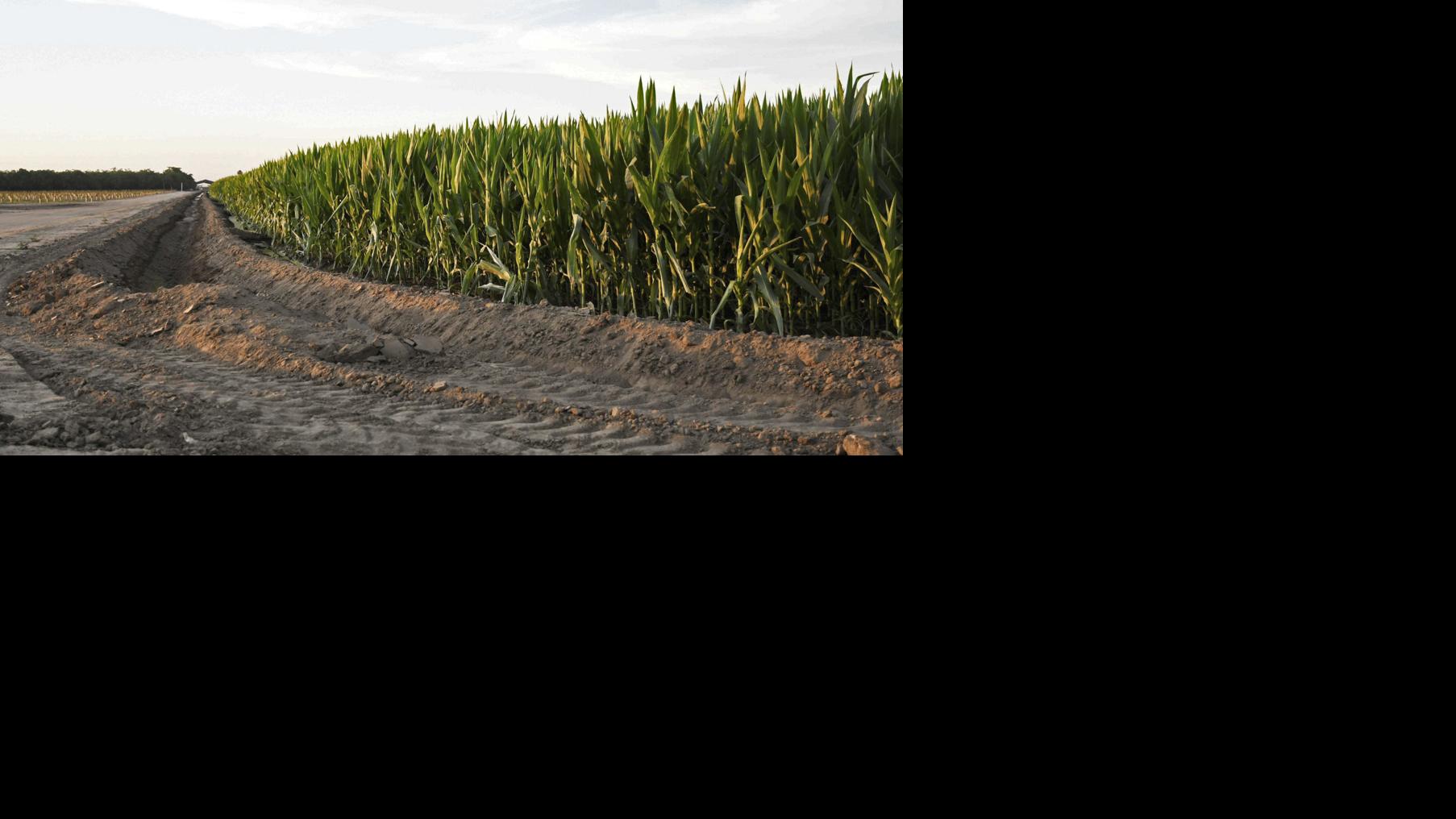 Nebraska crops still playing catchup Agriculture News