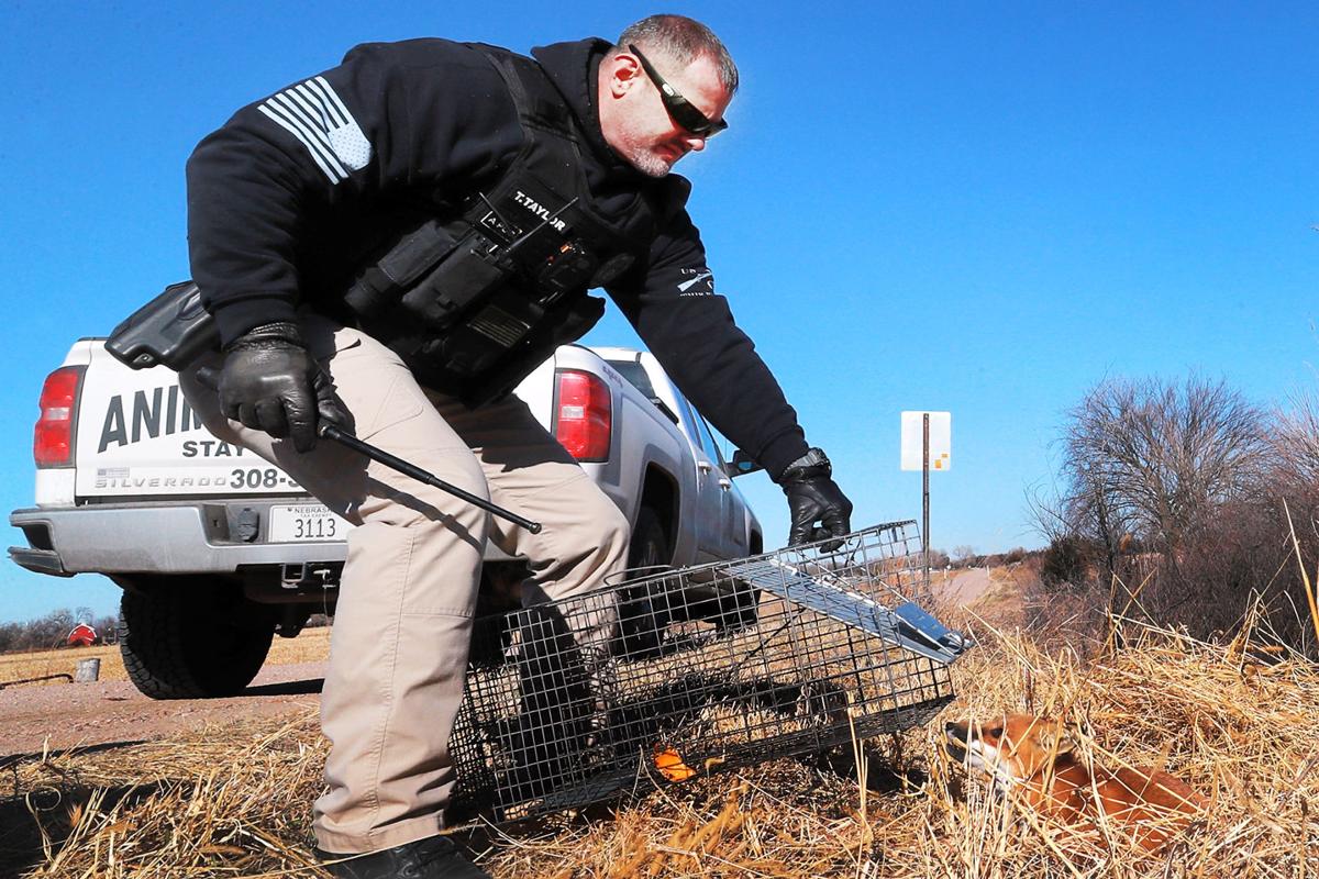 Grand Island animal control officers strive for more professional image