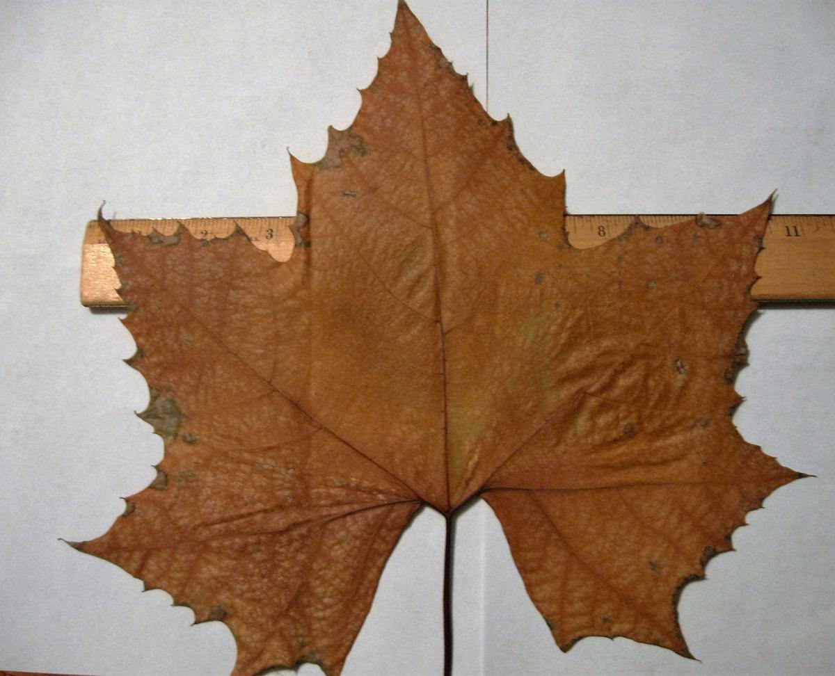 Hopefully, we learn from our gardening experiences Lifestyles