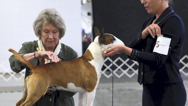 Akc Show Calendar 2022 Akc All Breed Dog Show Returns To Grand Island S Fonner Park State And Regional News Kearneyhub Com Akc Show Calendar 2022 Akc All Breed Dog Show Returns To Grand Island S Fonner Park State And Regional News Kearneyhub Com