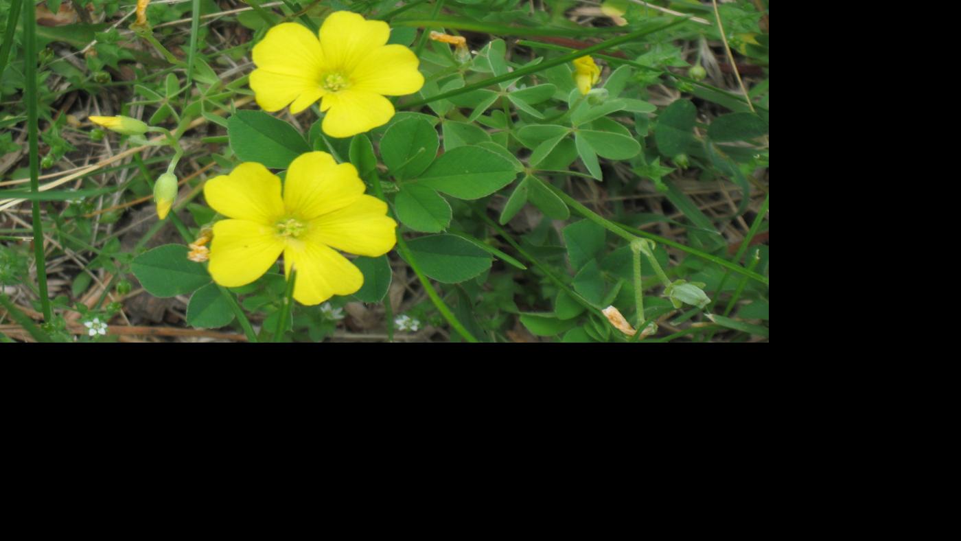 Yellow Wood Sorrel A Lemony Attractive Weed Lifestyles Kearneyhub Com