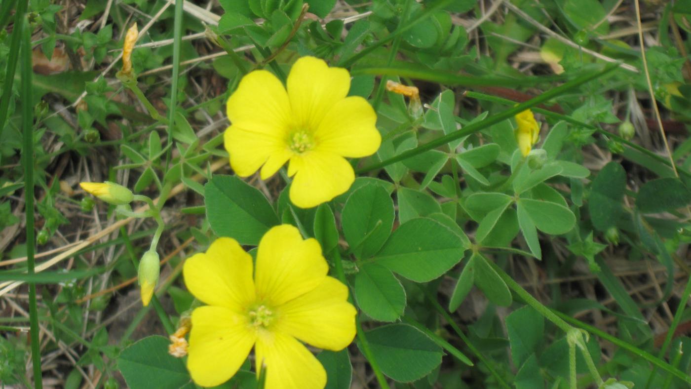 Yellow Wood Sorrel A Lemony Attractive Weed Lifestyles Kearneyhub Com Yellow Wood Sorrel A Lemony Attractive Weed Lifestyles Kearneyhub Com
