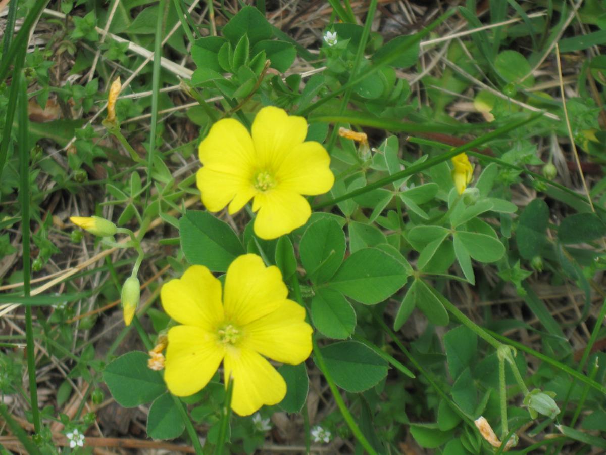 Yellow wood sorrel a lemony, attractive weed Lifestyles ...