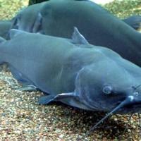 Game & Parks stocking larger 15-inch catfish in some Nebraska waters