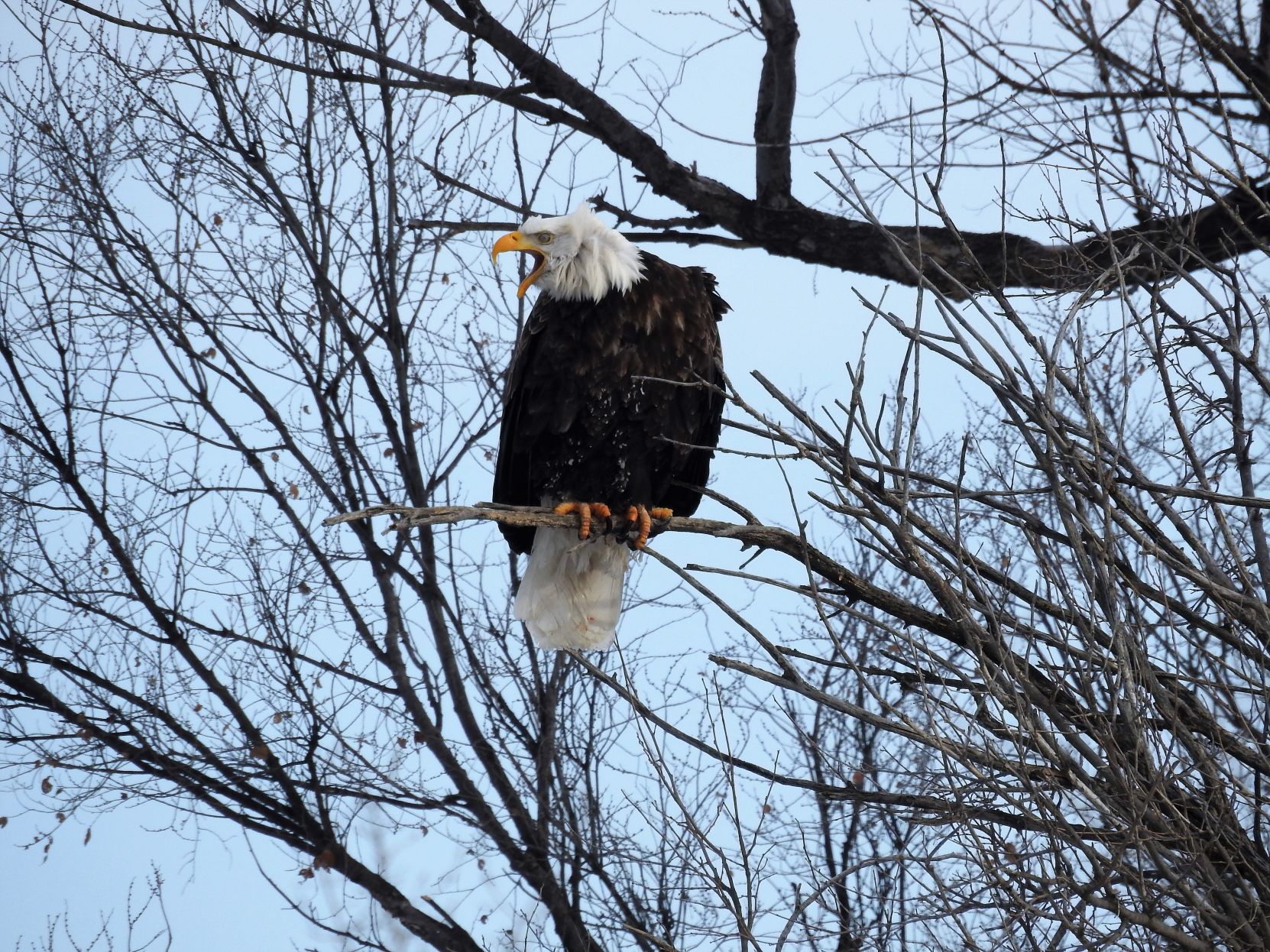 Hydrographic Film Full Kit hot Bald Eagle