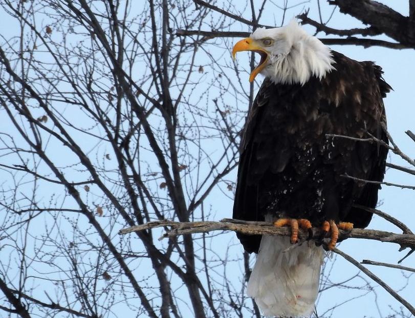 Central Nebraska Public Power and Irrigation District offers eagle viewing  at 2 locations