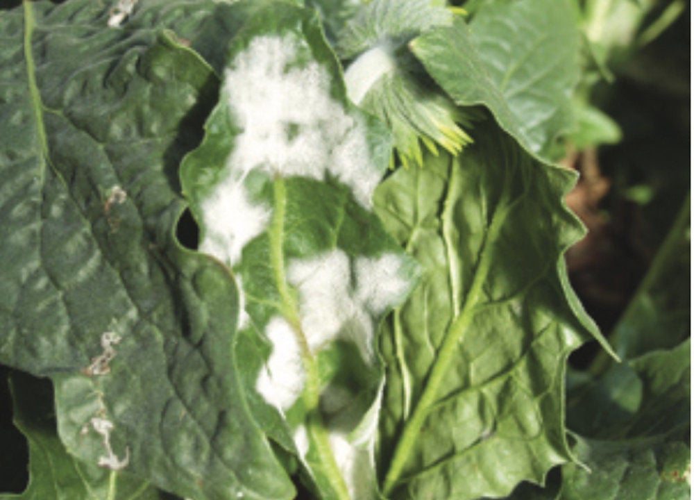 Powdery mildew not fatal, just a setback for plants Latest AG News
