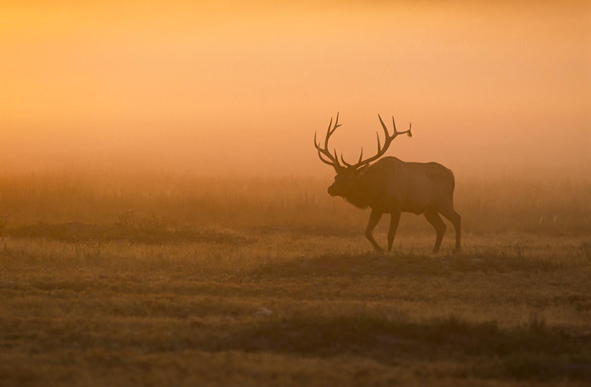 Sunset Deer •Nebraskaland Magazine