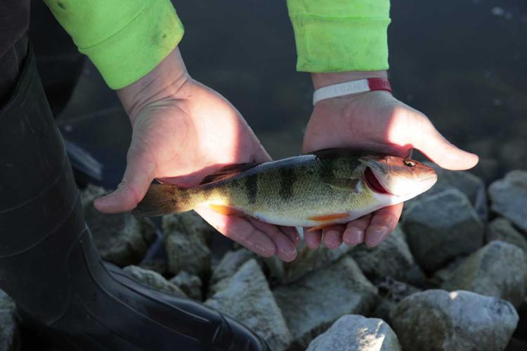 Yellow perch join the mix at Yanney Lake