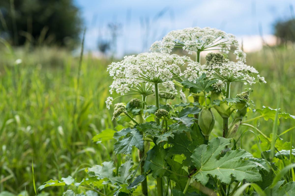 Giant hogweed a problem, but not here in Iowa Latest AG Giant hogweed a problem, but not here in Iowa Latest AG