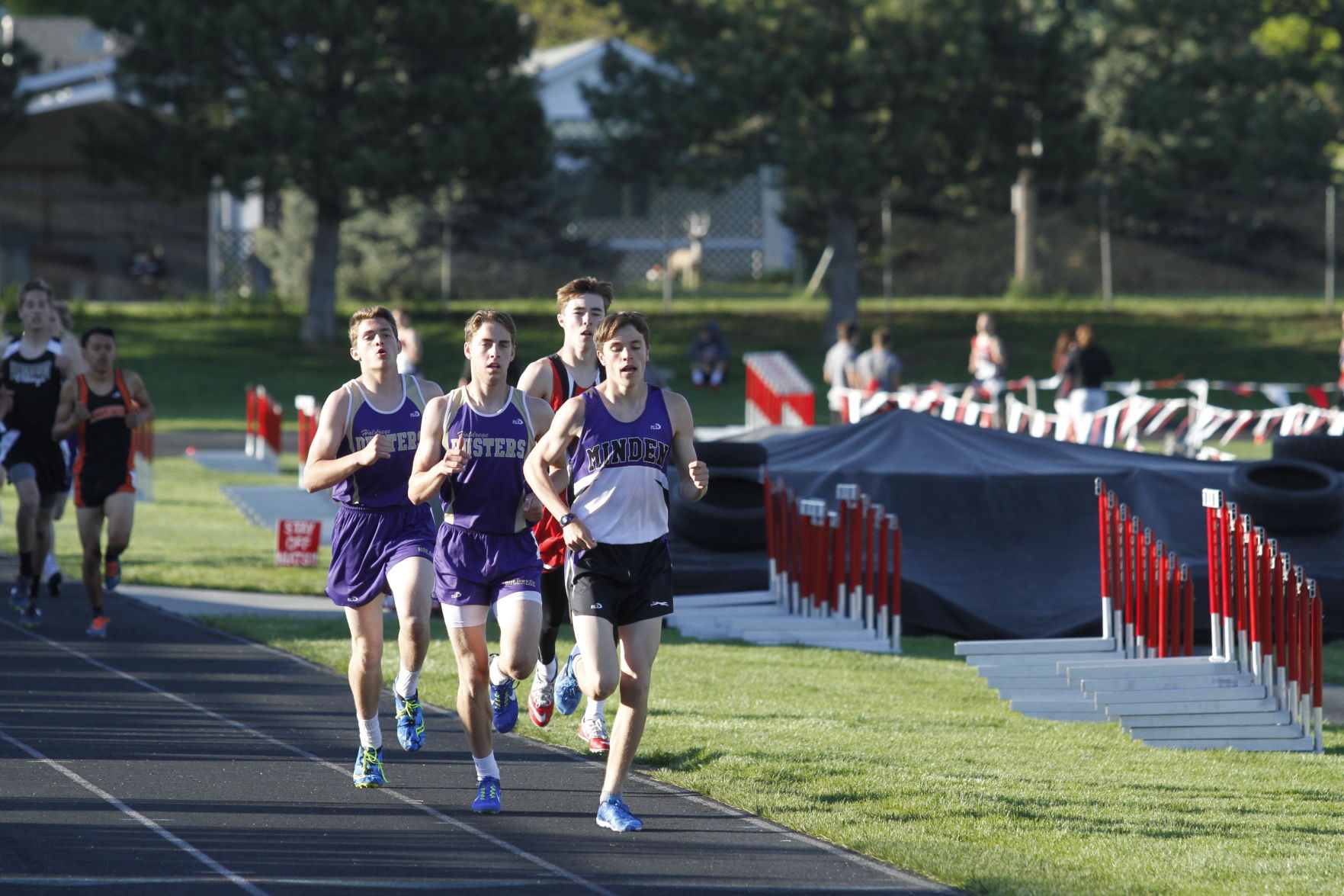 crazy runners whippets