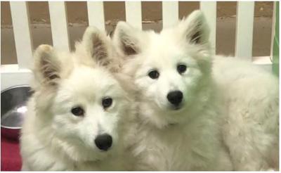 Nebraska Humane Society Is Taking Adoption Applications For