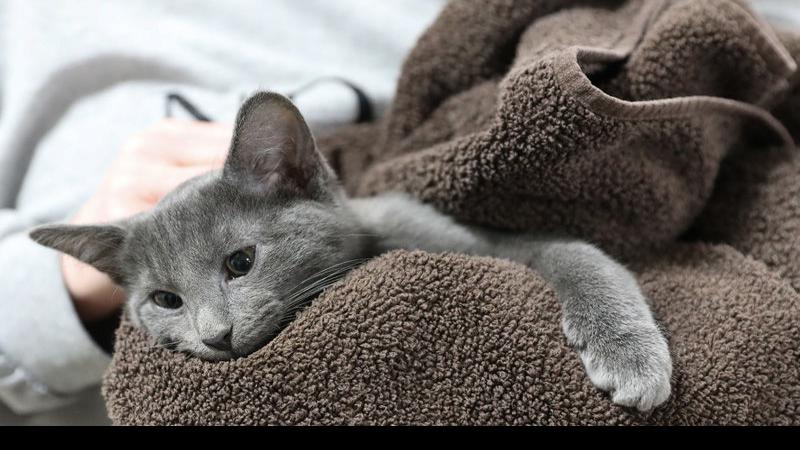 Kearney Area Animal Shelter Spays And Neuters More Than 150 Cats