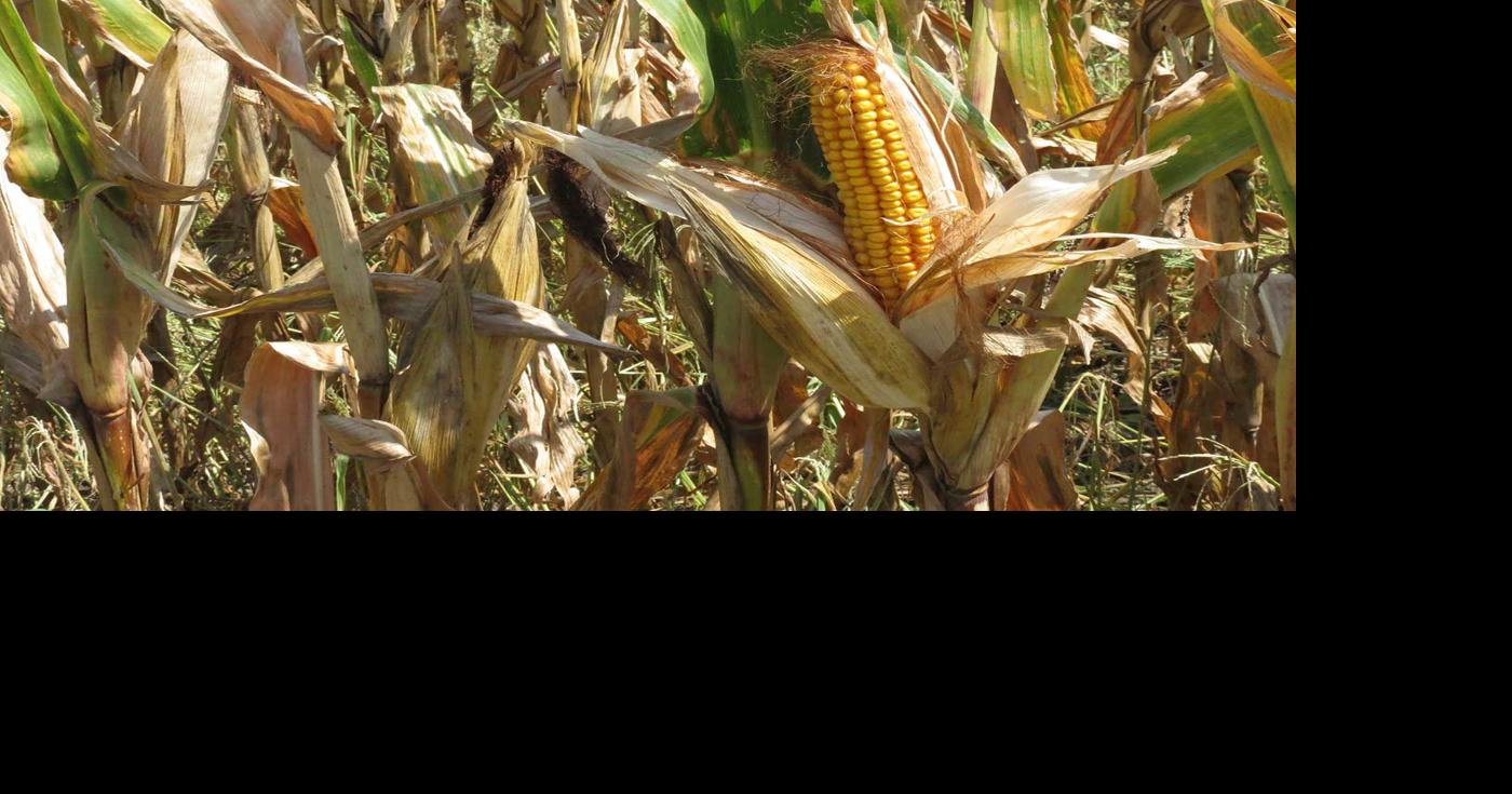 Several types of stalk rot are common at this time of year