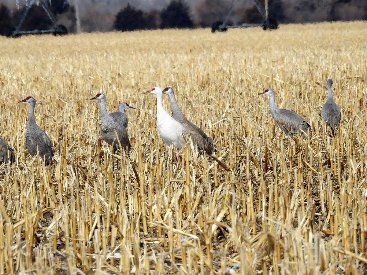 Cranes