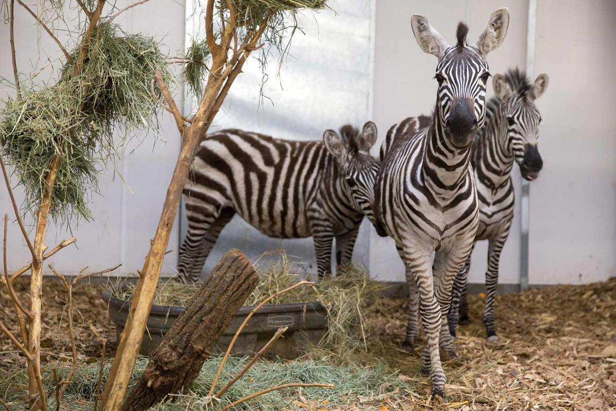 Omaha zoo's African Grasslands exhibit opens; 'the next best thing' to