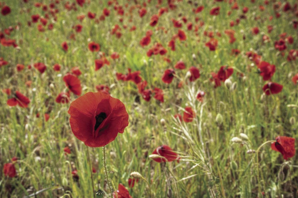 Poppy Flower Meaning Military