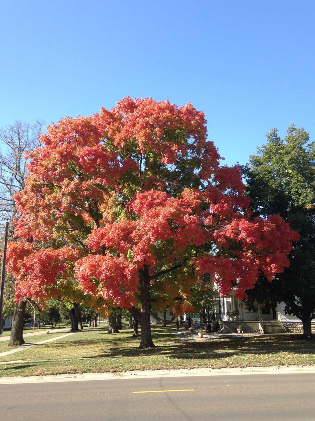 Timelines Vary When Trees Shed Their Autumn Leaves Lifestyles Kearneyhub Com