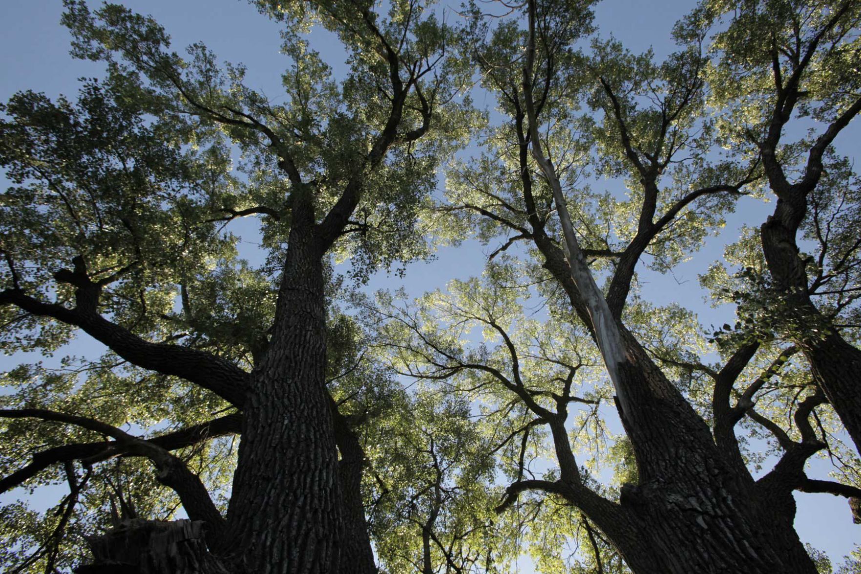 Be good stewards of special tree species