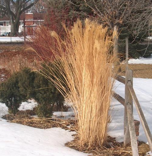 Hardy Pampas Grass Kearneyhub Com