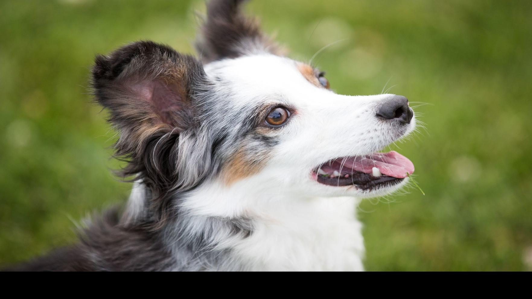 Omaha Dog Pixel Zips Through Agility Course To Win Westminster Division Celebrates With Cupcake State Regional Kearneyhub Com