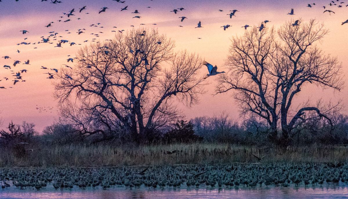 Crane migration