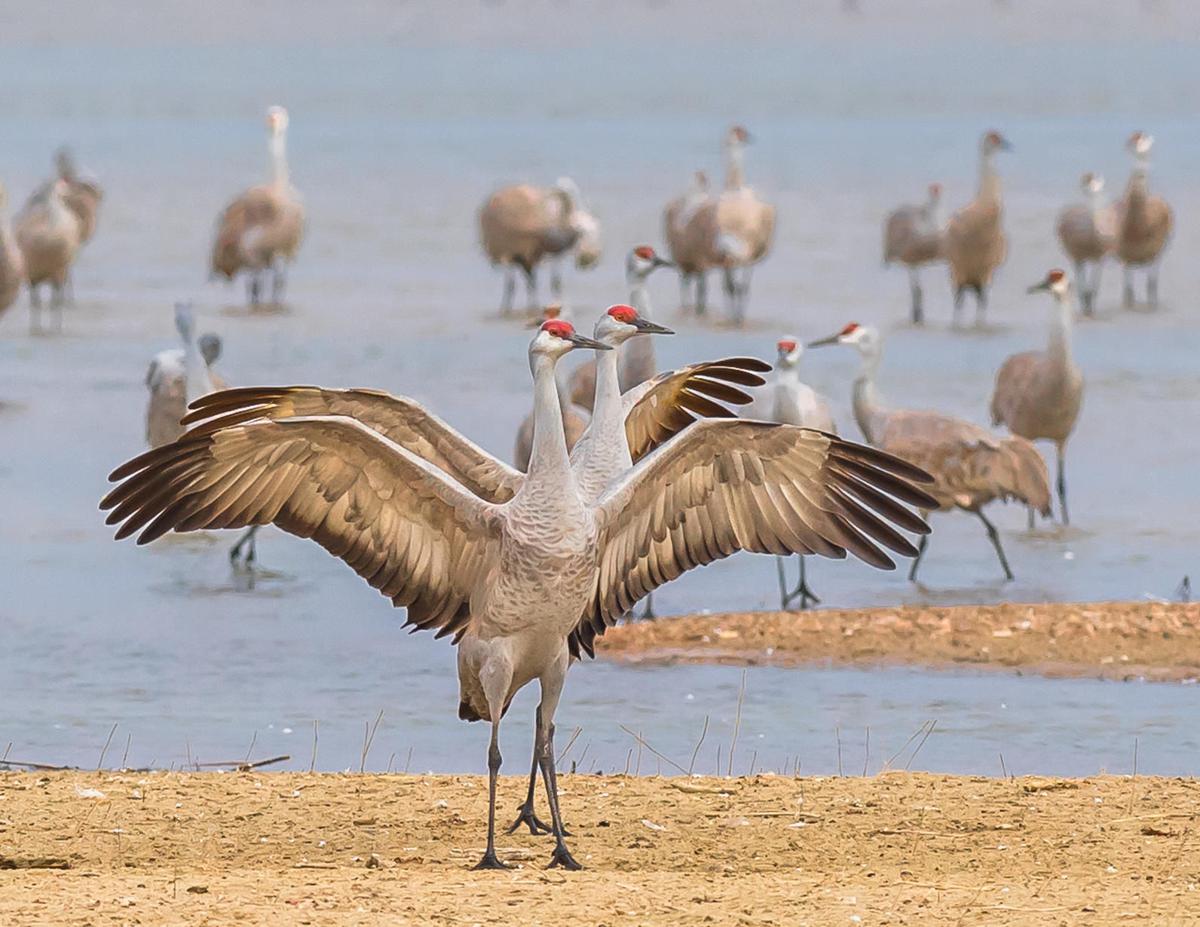 Audubon’s Nebraska Crane Festival celebrates arrival of crane migration
