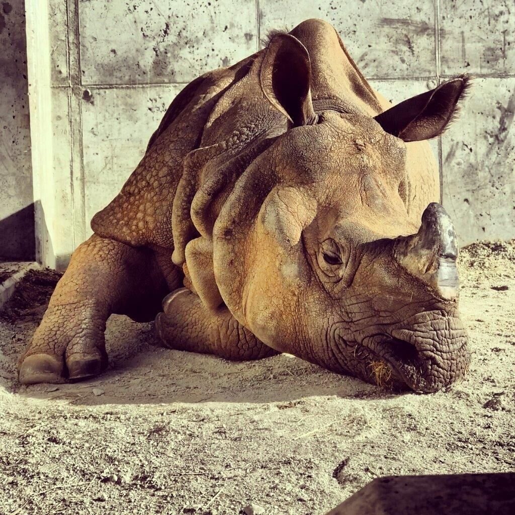 Rhino born at San Diego Zoo, marking key step in protecting