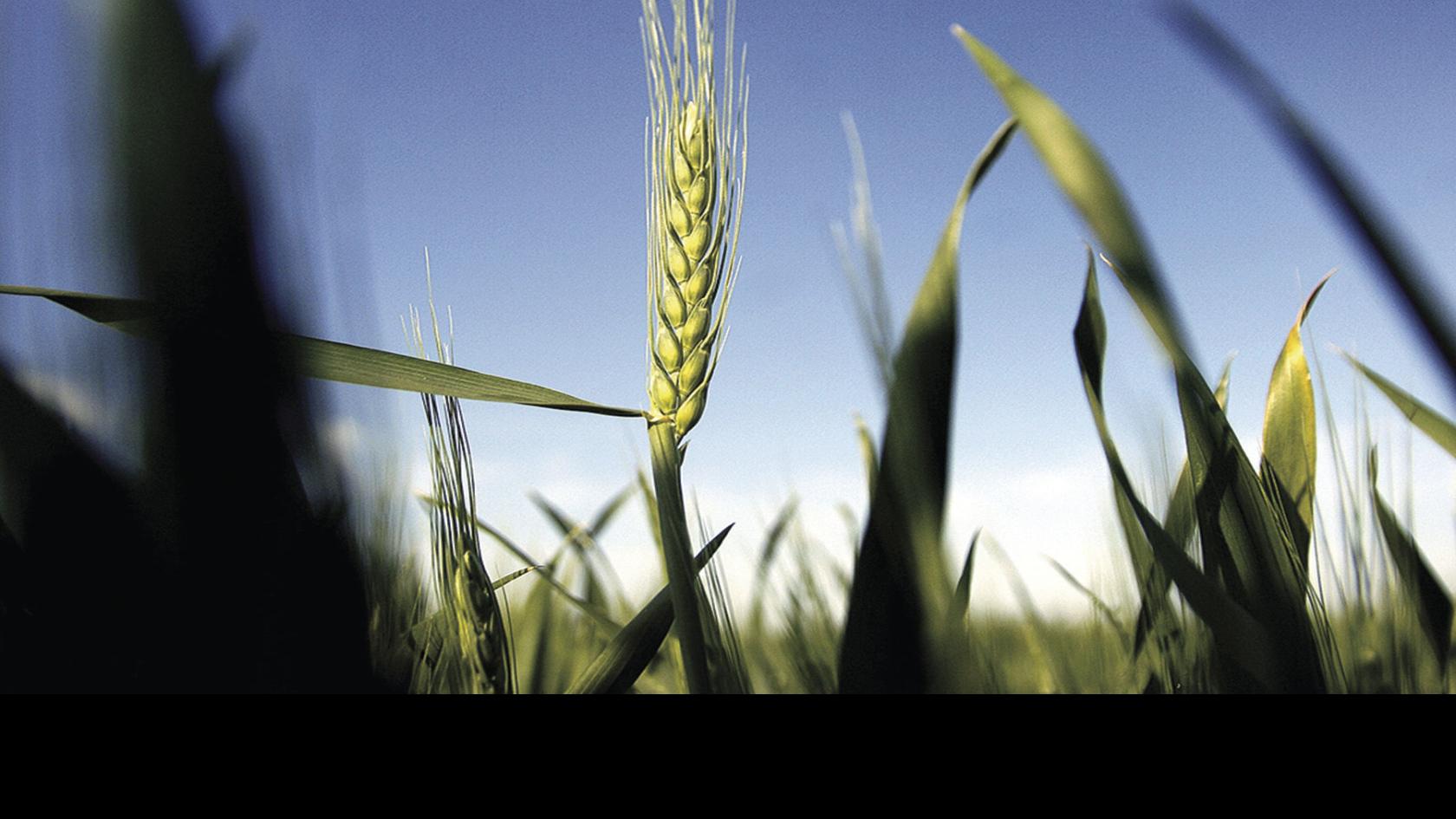Livestock Producers Look To Harvest Wheat Early For Forage