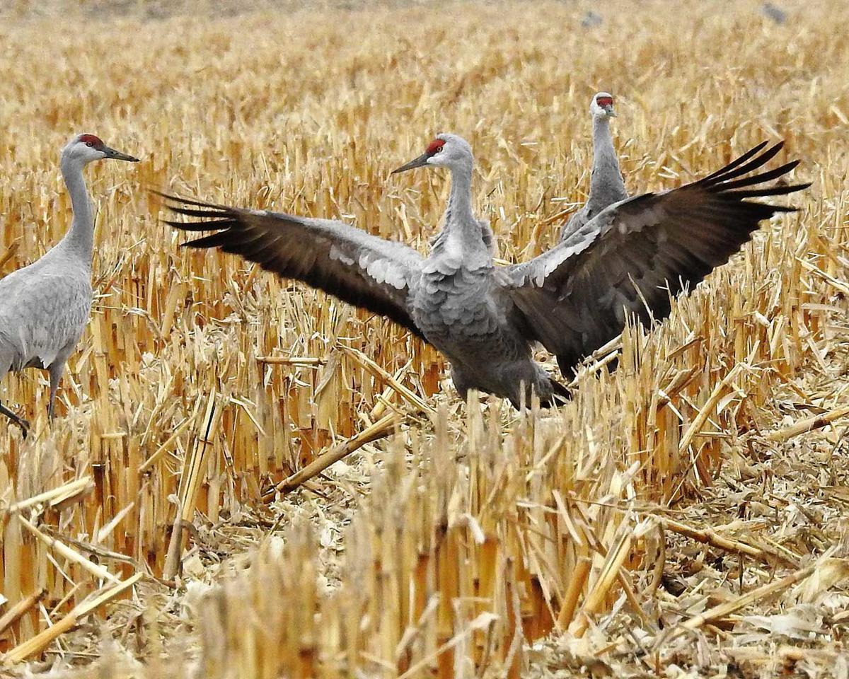 Crane season offers many reasons to flock to Nebraska Agriculture