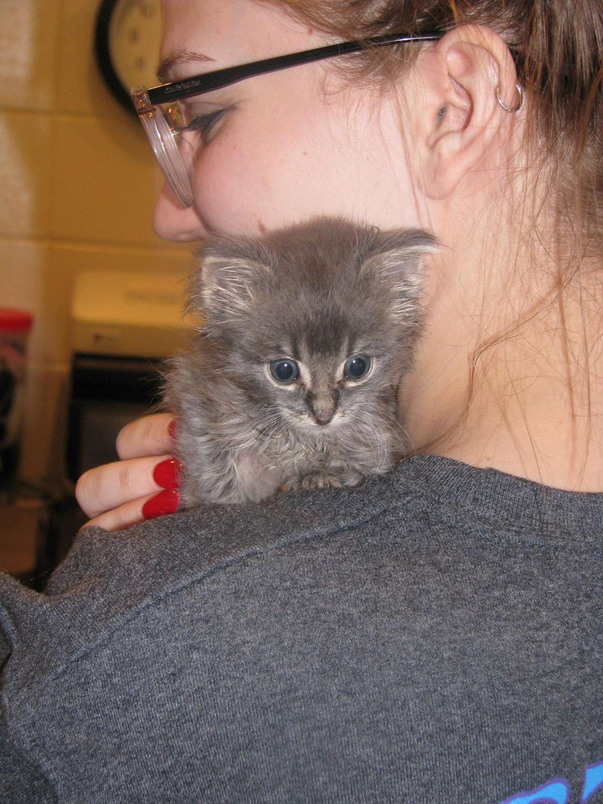 Kearney Animal Shelter