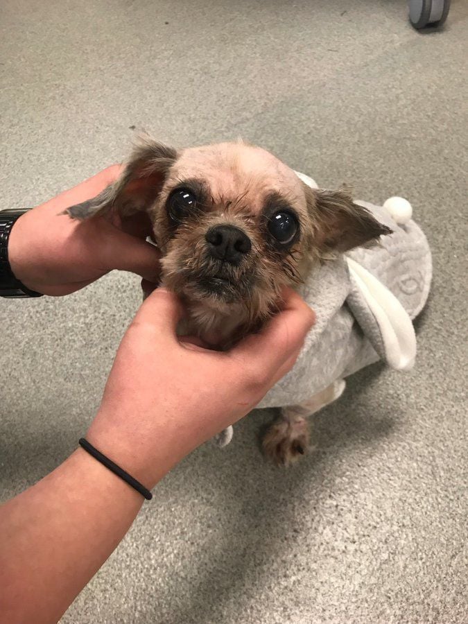 Shih Tzu Trapped Under 9 Pounds Of Matted Fur Recovering From