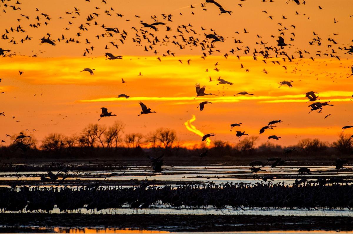 The sandhill cranes migration returns to Central Nebraska 'It takes
