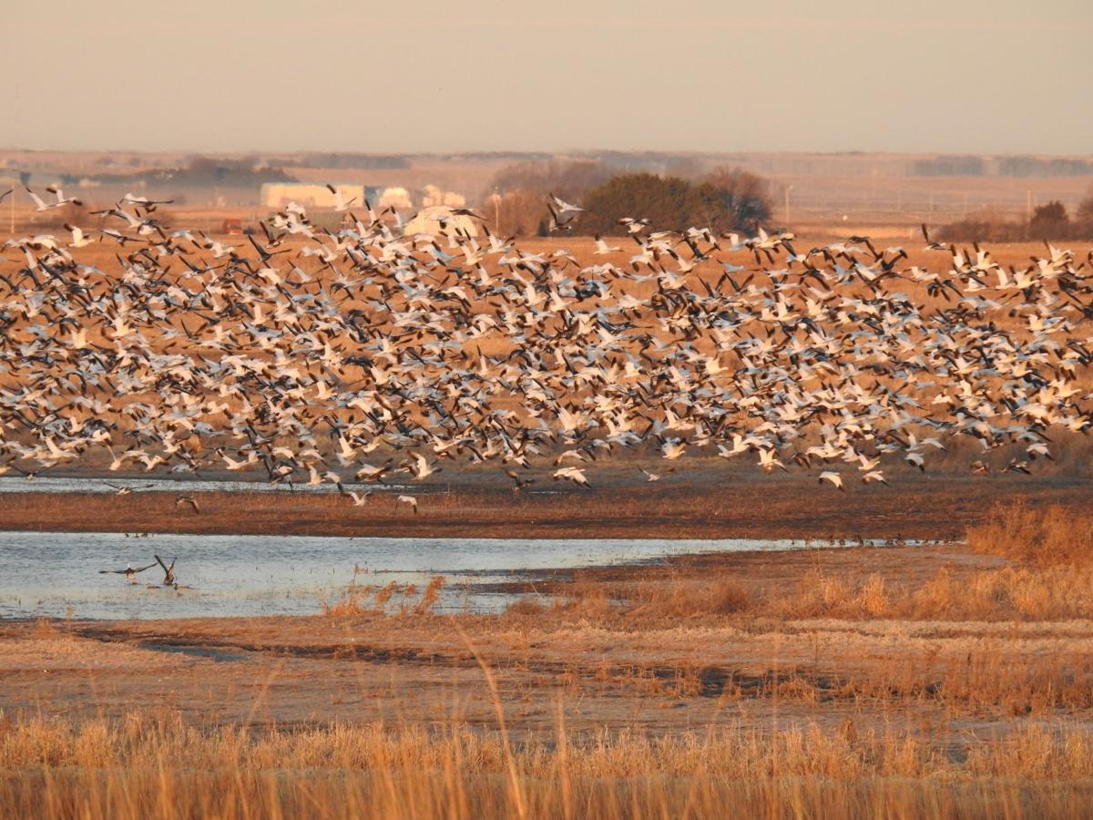 Crane season