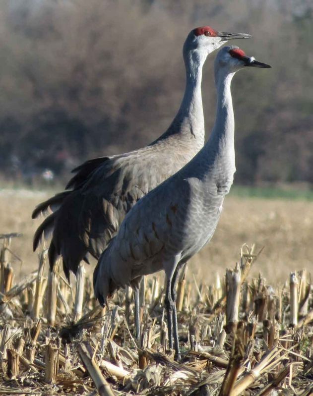 Crane Watch Festival celebrates annual migration with host of