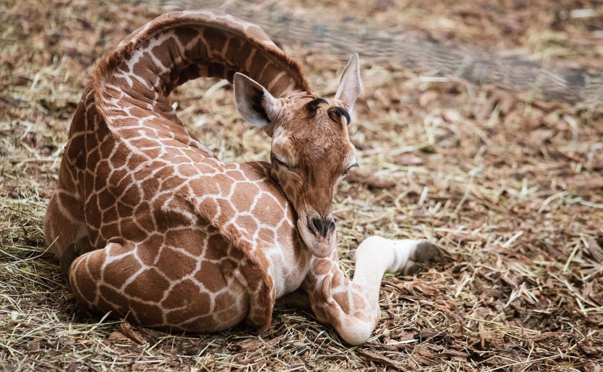 It S A Girl There S A Brand New Baby Giraffe At The Omaha Zoo