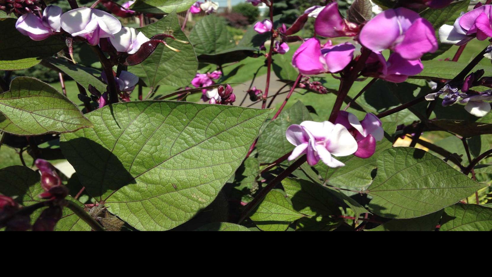 Hyacinth Beans Reminiscent Of Jack And The Beanstalk Lifestyles Kearneyhub Com