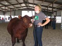 Beef, bred-fed champion and grand champion, Breanna Bosshamer
