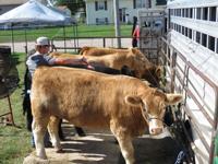 Beef, Reece Jones, Sumner